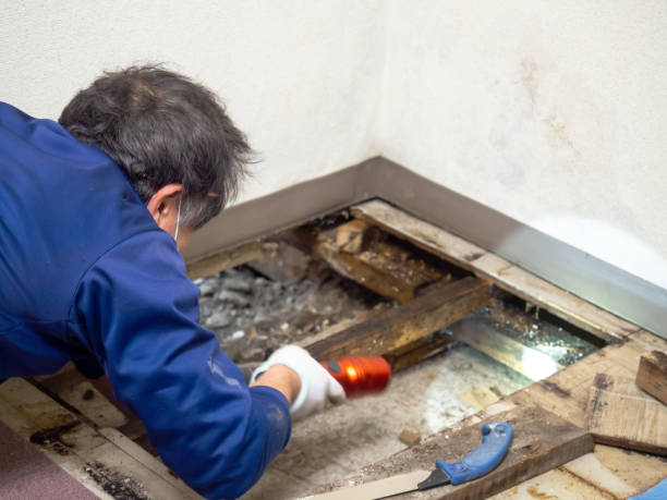 Best Toxic Mold Removal  in Wildwood, NJ
