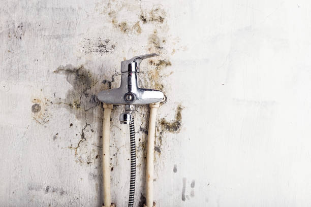 Best Mold Cleaning Services  in Wildwood, NJ