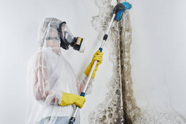 Best Professional Mold Removal  in Wildwood, NJ