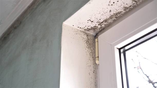Best Mold Testing  in Wildwood, NJ