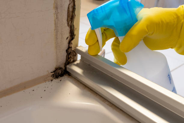 Best Office Mold Removal Services  in Wildwood, NJ