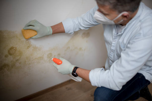 Best Mold Removal Company Near Me  in Wildwood, NJ