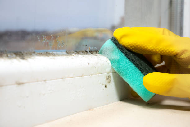 Best Crawl Space Mold Removal  in Wildwood, NJ