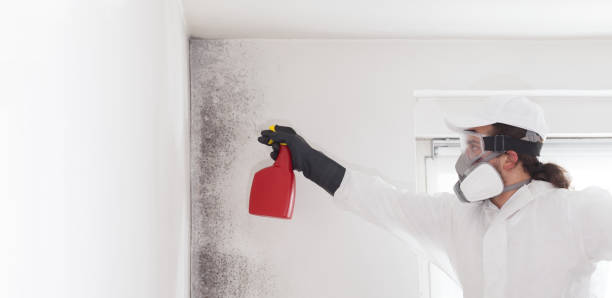 Best Local Mold Removal Service  in Wildwood, NJ
