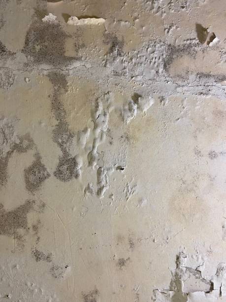 Best Toxic Mold Removal  in Wildwood, NJ