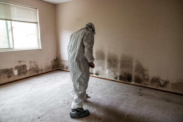 Best Mold Removal Near Me  in Wildwood, NJ
