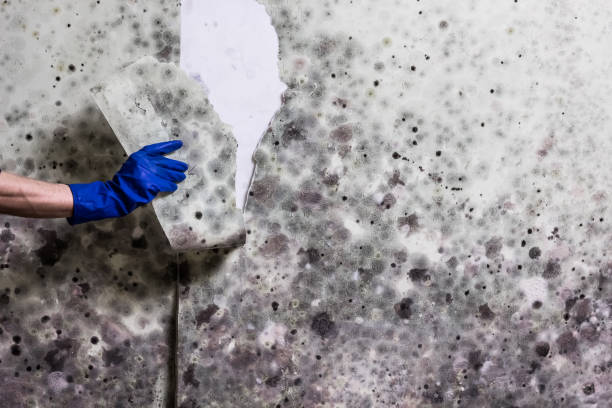 Best Certified Mold Removal  in Wildwood, NJ