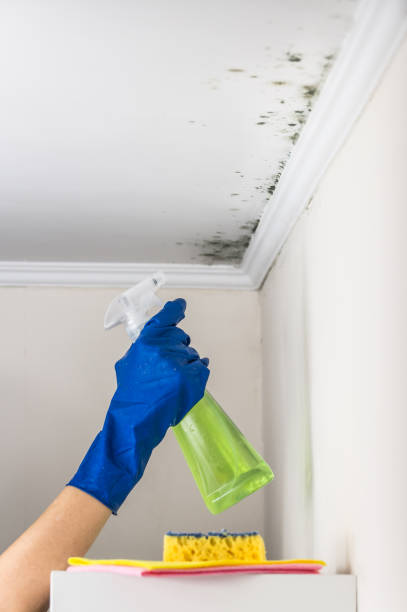 Best Black Mold Removal  in Wildwood, NJ